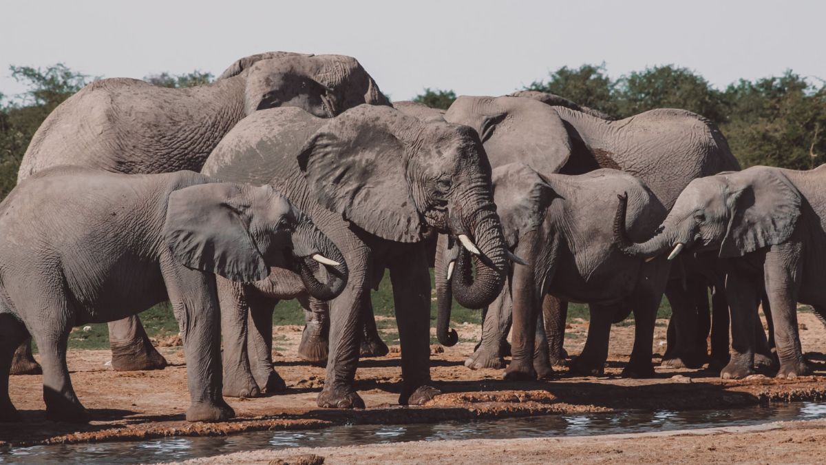 Elephant, African Elephant, Asian Elephant, Social Structure
