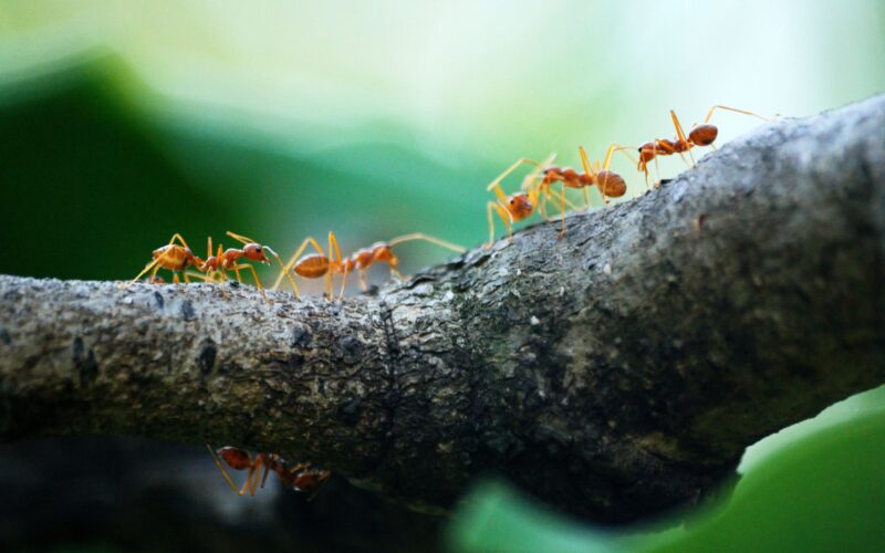 Ants, Insects, Nature, Fascinating Facts, Animal Behavior, Top 10 Ants Facts