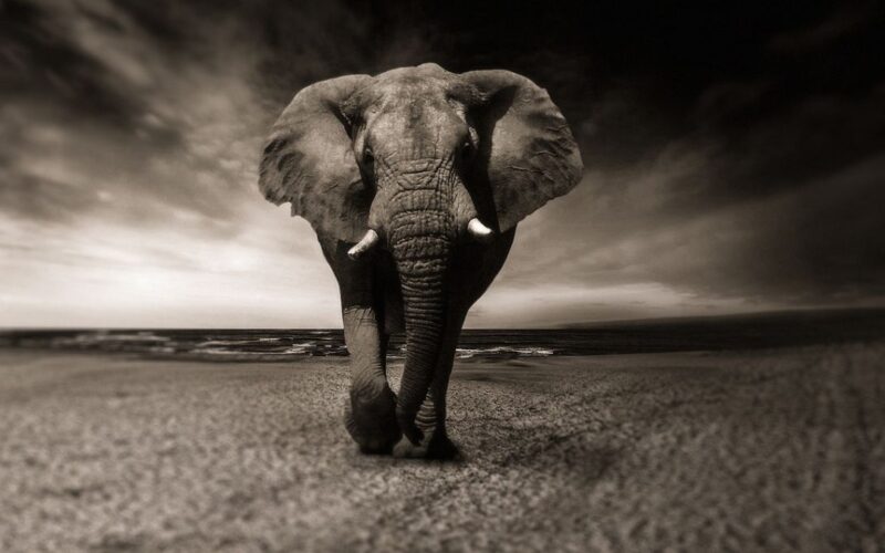 Elephant