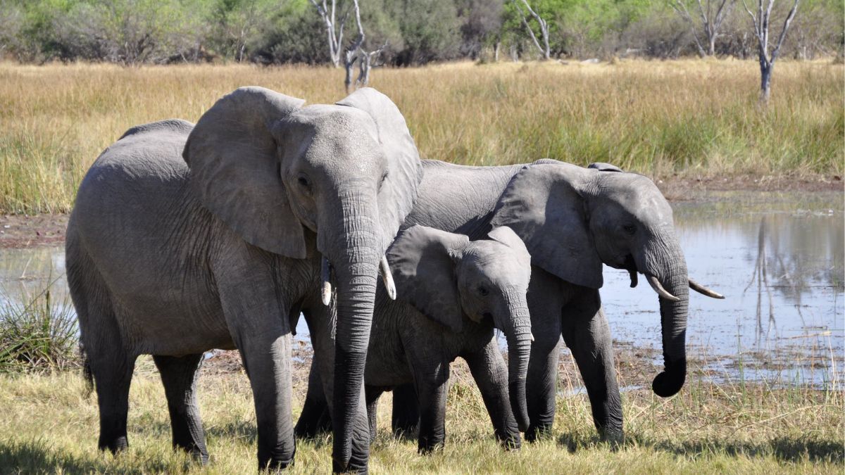 Elephants