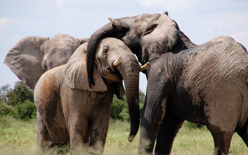 Elephant, African Elephant, Asian Elephant, Social Structure, Intelligence, Memory, Gestation Period, Communication, Diet, Trunk, Ecosystem, Conservation, Wildlife