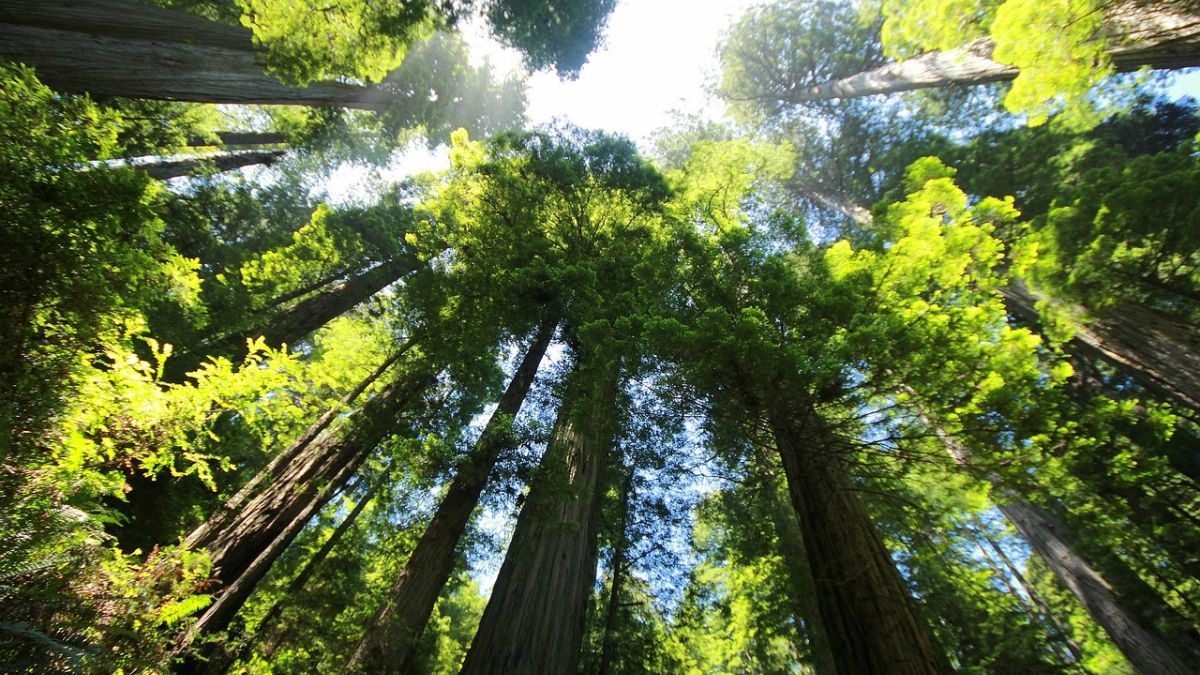 Redwood Tree, California, lesser-known facts, hidden insights, intriguing aspects, Golden State