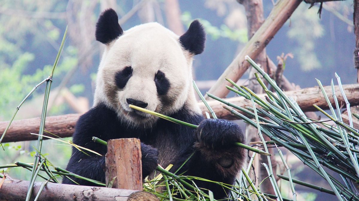 Chinese Panda