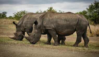 Rhinoceros, Wildlife, Conservation, Habitat, Endangered Species, Horns