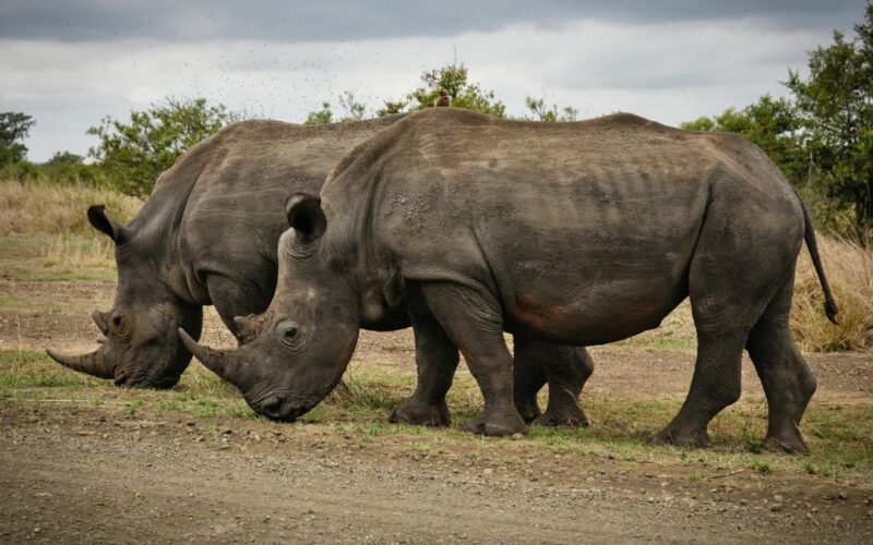 Rhinoceros, Wildlife, Conservation, Habitat, Endangered Species, Horns