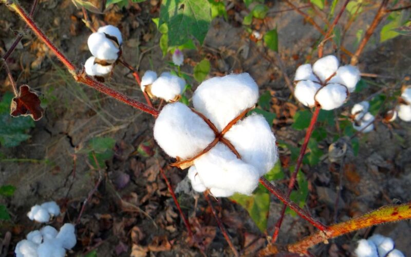 Cotton