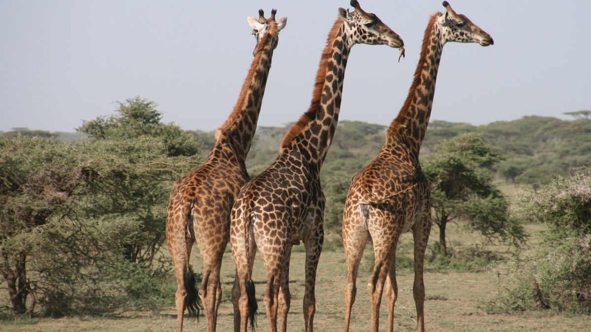 Giraffes Facts