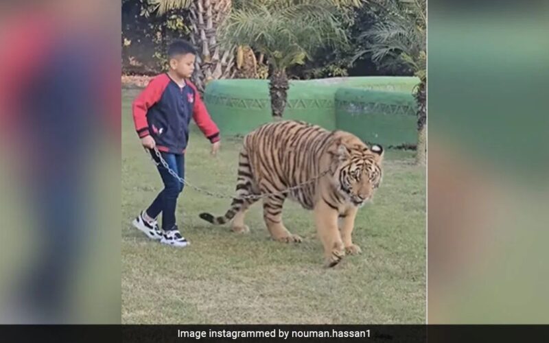 Viral Tiger