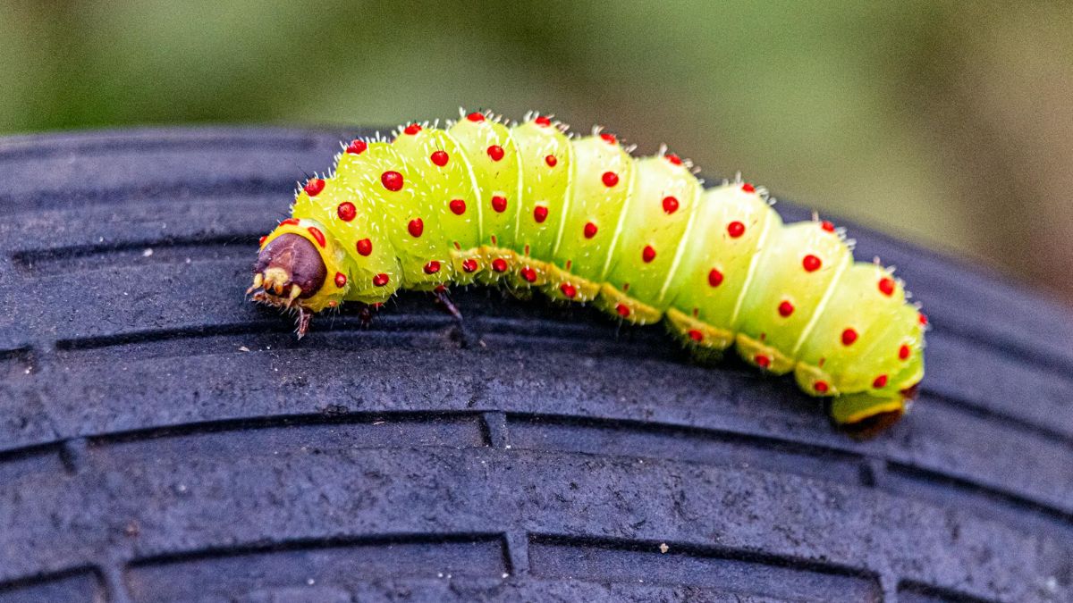 Caterpillars Facts