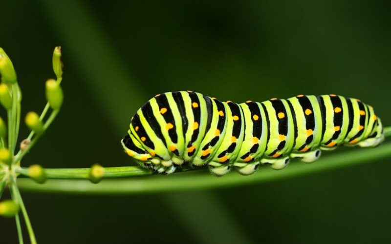 Caterpillars Facts