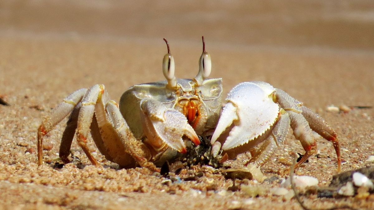 Crab Fun Facts