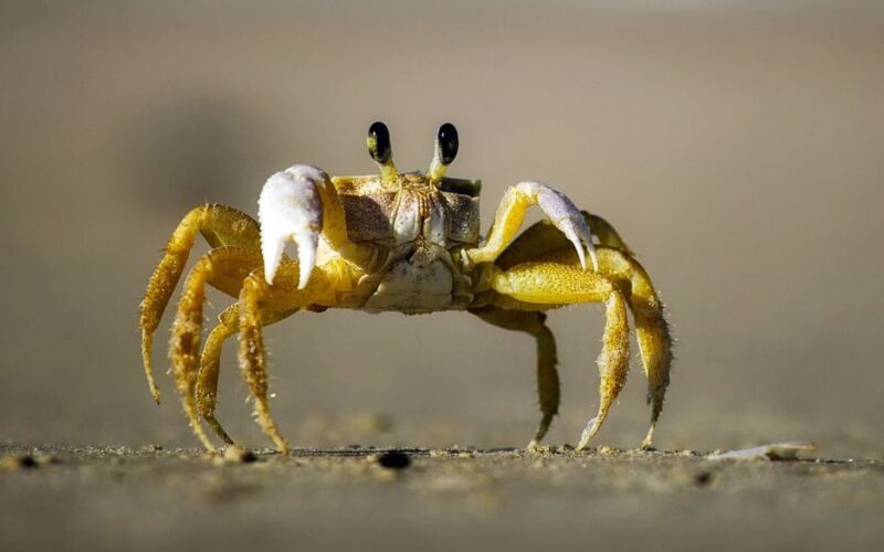 Crab Fun Facts