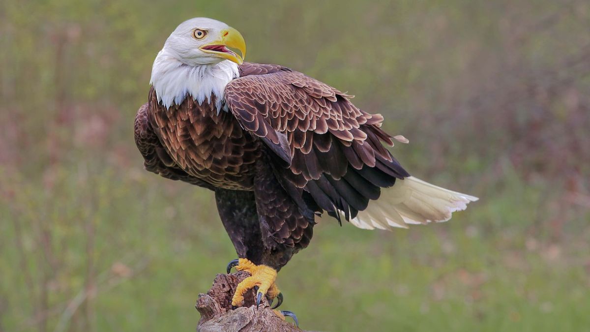 Eagle Facts