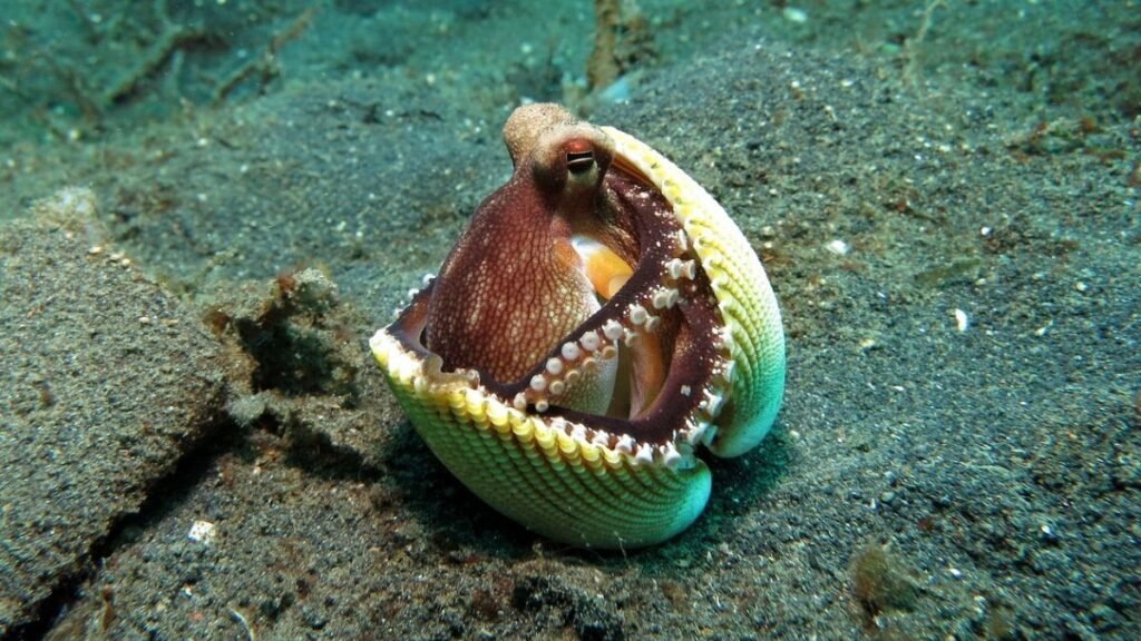 Octopus Compression Top 10 Fascinating Facts about Octopuses - Added Facts