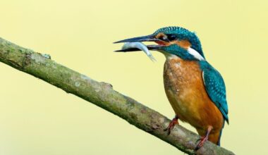 Kingfisher Facts