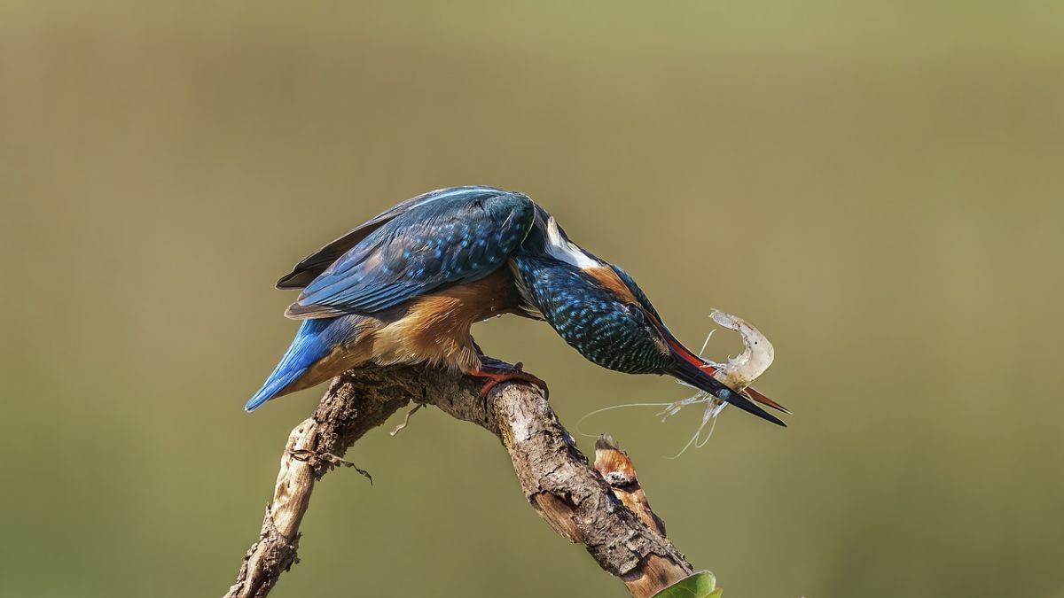 Kingfisher Facts