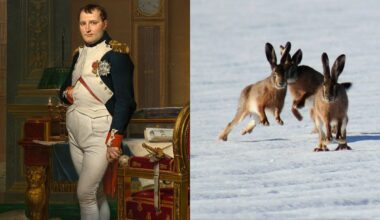 Napoleon Vs Rabbits
