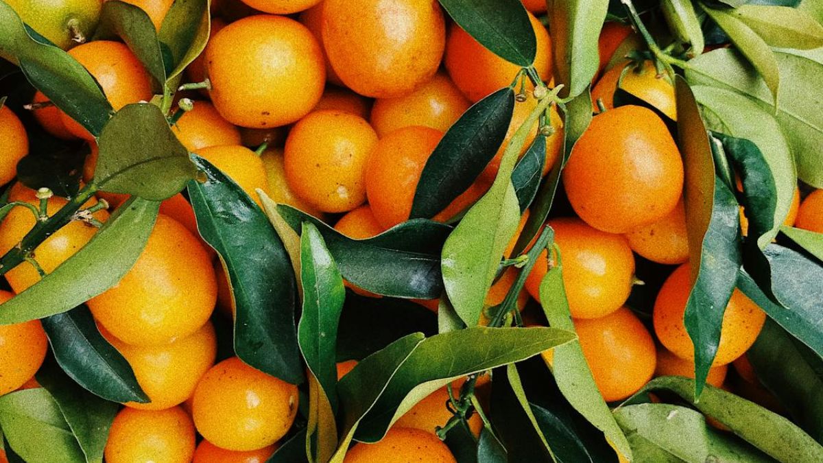 Oranges Facts