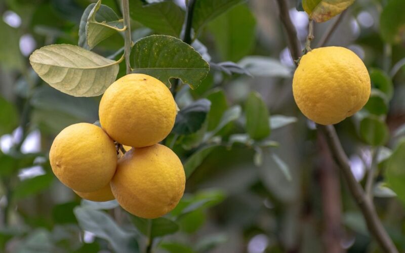 Lemons Facts