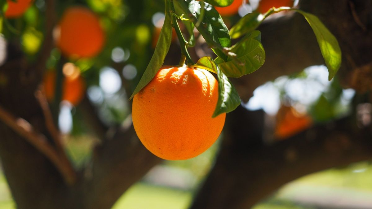 Oranges Facts 