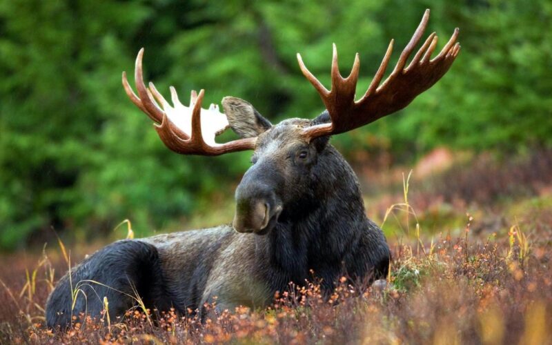 Moose